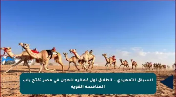 السباق التمهيدي.. انطلاق أول فعالية للهجن في مصر تفتح باب المنافسة القوية